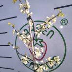 Judášovec kanadský (Cercis Canadensis) ´TEXAS WHITE´ - výška 130-150 cm, kont. C7,5L 
